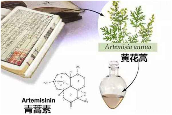 全国最大的快三官网,全国最大的快三登录：向中医药看齐，与世界共享中医药文化(图1)